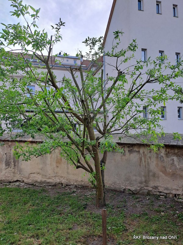 IMG-20250525-WA0001
