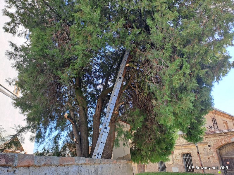 IMG-20250525-WA0011